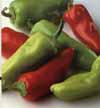 v_pepperpimento.jpg